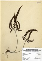 藏品(毛葉鐵線蕨)的圖片